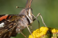 /album/papilio/a10551494-1518840625012511-2959887431032294927-o-kopi-jpg/